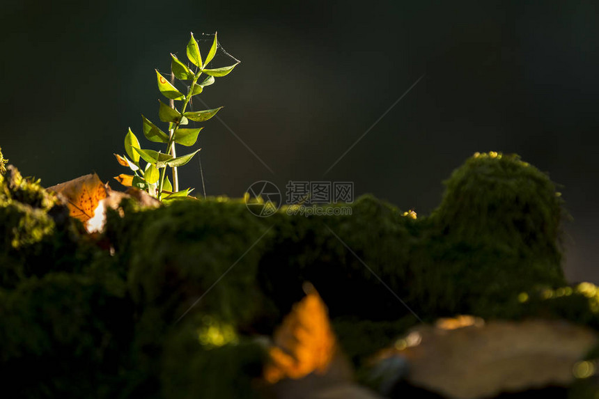 近距离关闭小种植物在苔的顶端用看不见的蜘蛛网图片