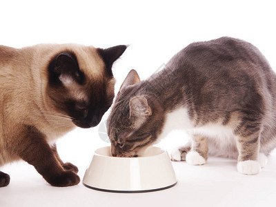 两只家猫食用同一个喂养碗背景图片