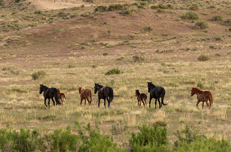 夏天犹他州沙漠中的一群野马图片