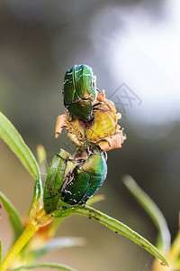 甲虫在自然环境中生存图片