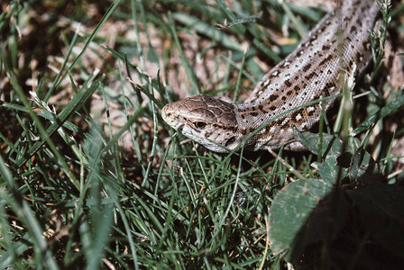 一只花园蜥蜴隐藏在绿草中图片