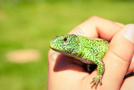 一个小绿色花园蜥蜴在孩图片