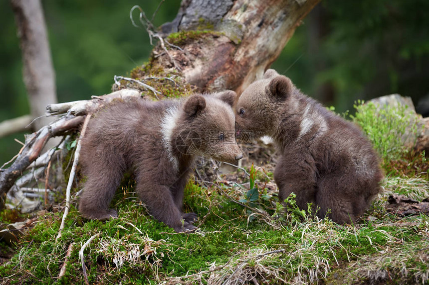 野棕熊幼在夏图片