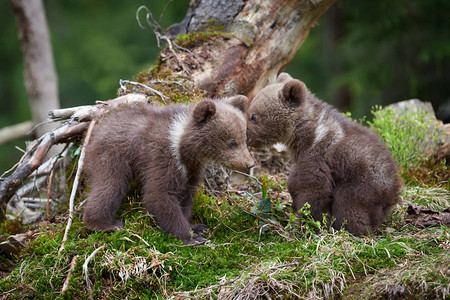野棕熊幼在夏图片