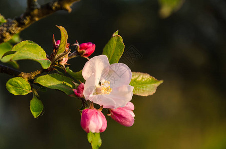 自然背景中美丽的粉红色苹果树花图片