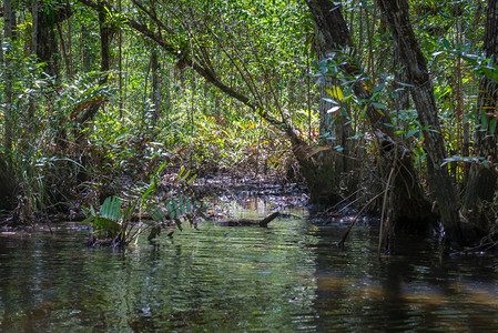 红树林绿水和自然地上的根图片