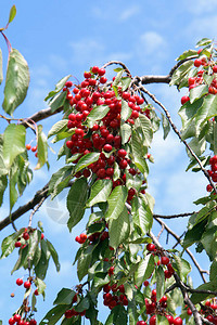 一束成熟的樱桃在树的绿枝上图片