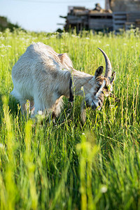 山羊在绿色的牧场上吃草图片