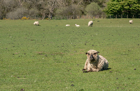 愤怒的Shropshire羊在Welsh草原繁殖高清图片