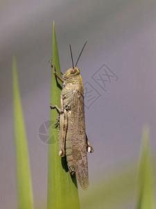 移栖蝗虫Locusta偏头痛在阳光下生长在绿植物上这种昆虫可能是一种真正的瘟疫背景图片