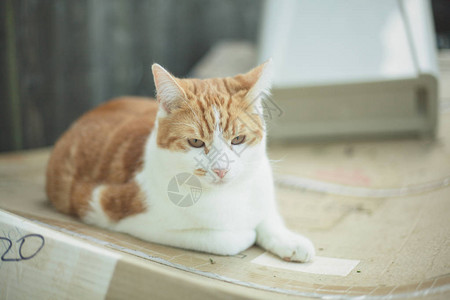 漂亮的姜虎斑猫在花园里的纸板箱上休息图片
