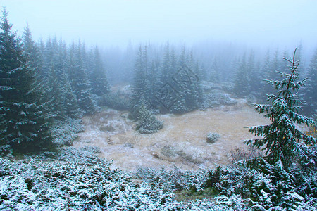 用云杉在森林里清理云杉木间的林间空地一年中的第一场雪后图片