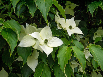 绿白色四瓣山茱萸树花和叶山茱萸图片