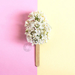 像冰棍一样的棍子上的白色丁香花极简主义夏季食品的创意概念两色柔和的图片