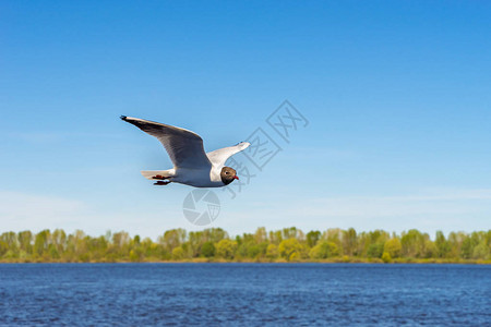 一只河流海鸥用伸展的翅膀飞过水面图片