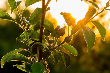 日落时太阳的光线穿透苹果叶子树枝在图片
