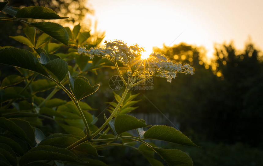 清晨春晚开阔的长莓树丛图片