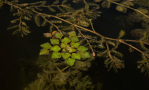 湿地池塘绿色淡水藻类图片