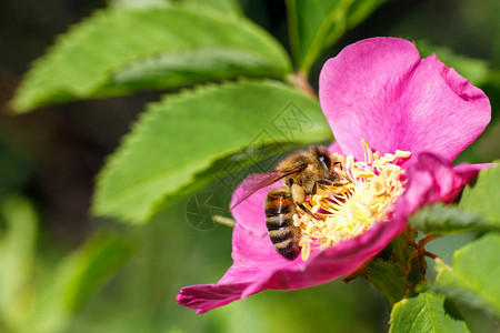 蜜蜂在野玫瑰上收集蜂蜜图片