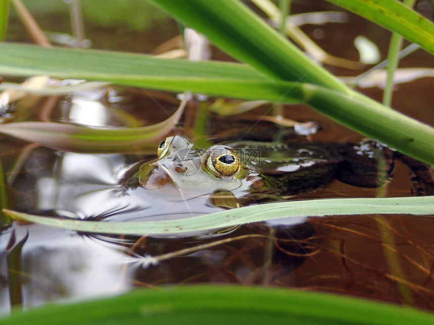水蛙隐藏在水中草后的特写镜头图片