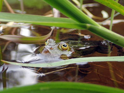 水蛙隐藏在水中草后的特写镜头背景图片