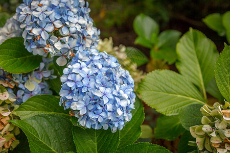 生长在花园里的绣球蓝花图片