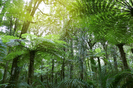 热带丛林中的树蕨图片
