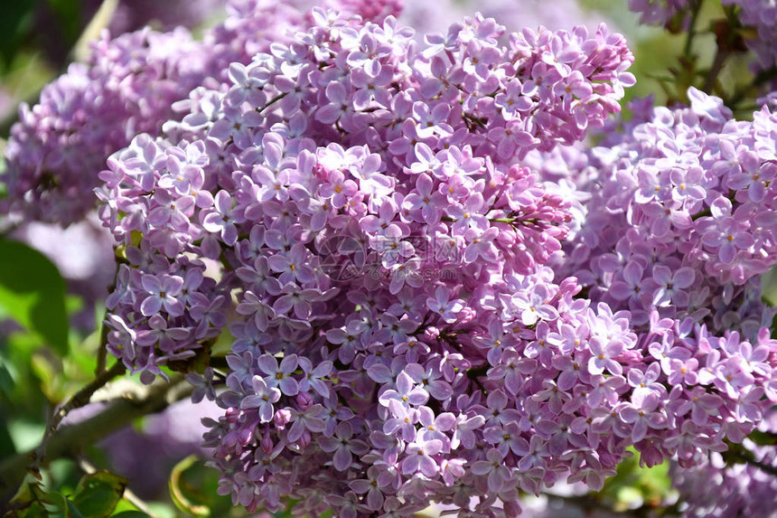 丁香紫色小枝在春日图片