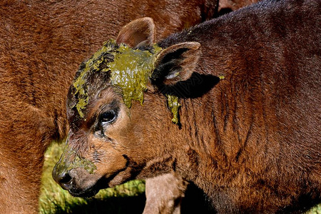 一只年轻的安格斯牛肉幼崽在成年动物的下面对着不幸的局面排图片