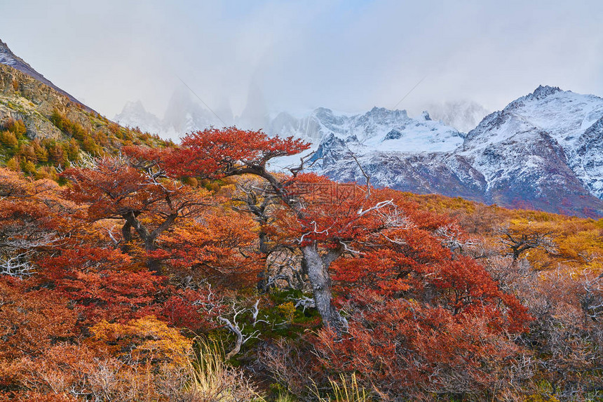 公园洛斯格拉西亚雷斯LosGlaciares公园的秋树云彩天空和山上雪图片