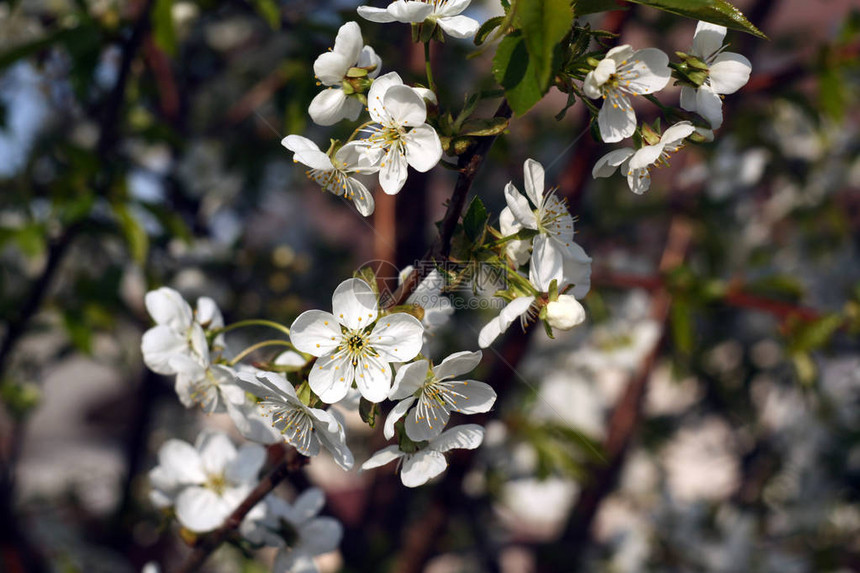 花朵中的樱桃树布基季图片