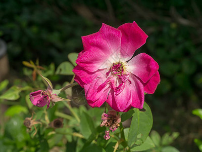 深粉色达马斯克玫瑰花朵罗背景图片