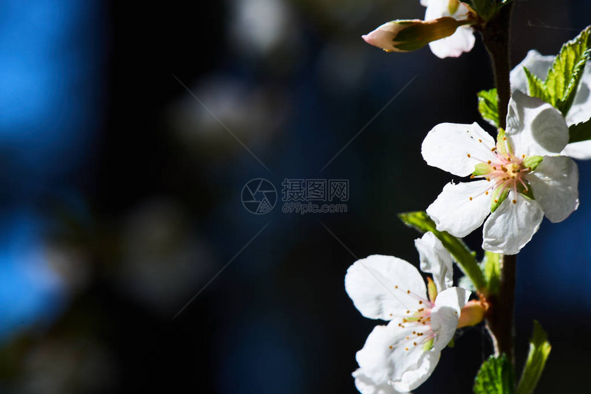 樱桃树枝有开花的白花近图片