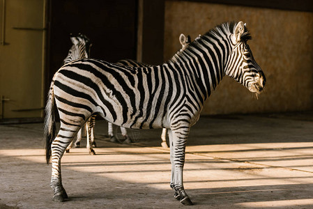 动物园美丽条纹斑马的近景图片