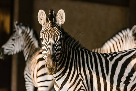 动物园美丽条纹斑马的近景图片