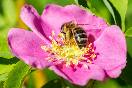 蜜蜂为野玫瑰授粉采集蜂蜜图片
