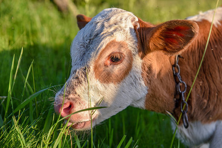 幼牛的肖像在草地上放牧关于乌克兰农高清图片