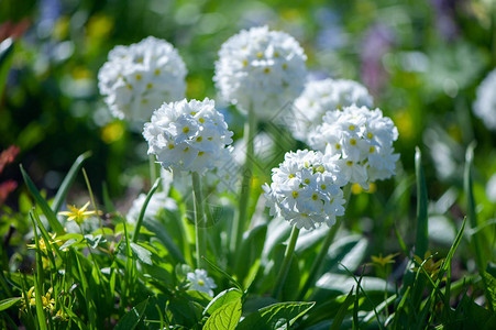 在明亮的春天绿色中盛开的白色报春花春夏背景图片