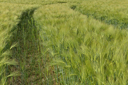 春季种植的绿田大麦中一辆拖拉机图片