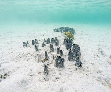 埃及红海水下景观图片