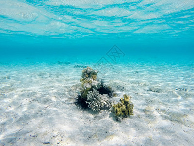 珊瑚礁水下生活图片