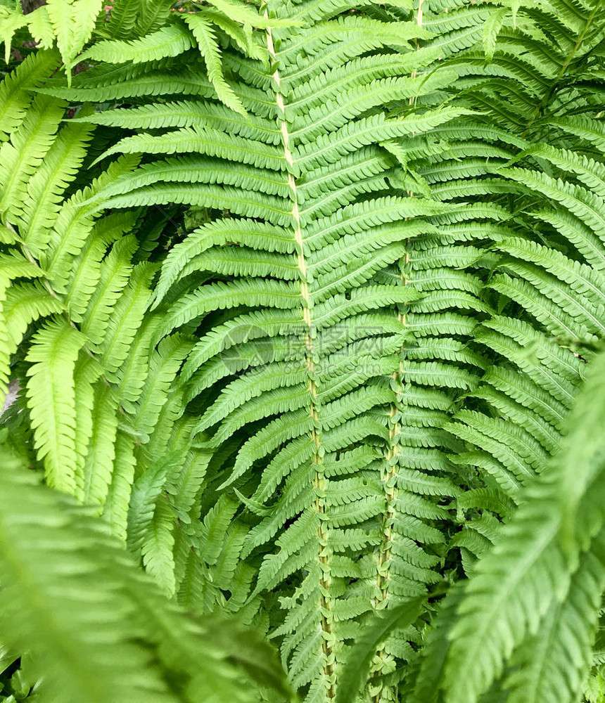 有纹理的绿色植物在夏天离开图片