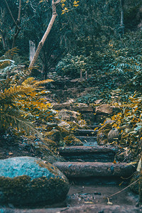 黑暗森林中长满苔藓的楼梯图片