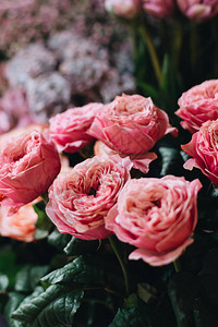 美丽的春花束鲜嫩的粉红玫瑰花朵优图片