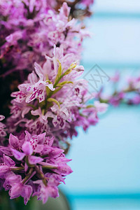 豹纹射干花朵木蓝底木蓝色背景的白兰花Orchidadece背景