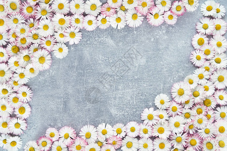 假日背景白菊花框和灰色混凝土背景复制空图片