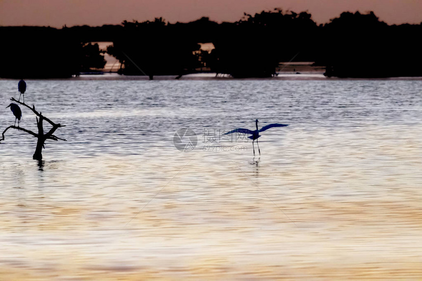 野鸟在湖上享受晨光图片