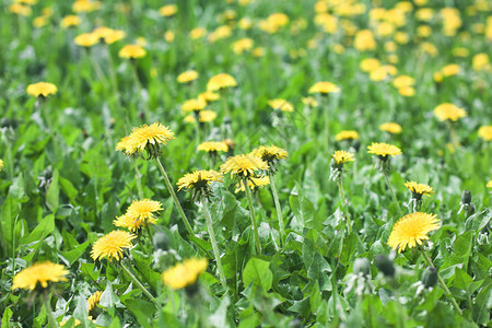 绿色草地有黄色花朵和图片