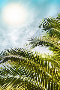 热带太阳遮盖棕榈树叶的音调图片