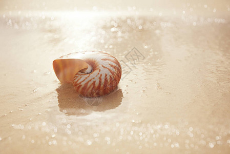 金沙滩上的纳图卢斯海壳微图片